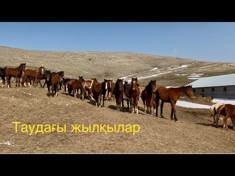 Видео: Жылқы шаруашылығы: Қазақтың ежелгі кәсібі мен болашағы лошадь 🐎