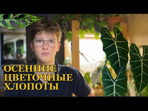 Видео: ЦВЕТОЧНЫЕ ХЛОПОТЫ,УХОД ЗА НЕБОЛЬШОЙ КОЛЛЕКЦИЕЙ РАСТЕНИЙ