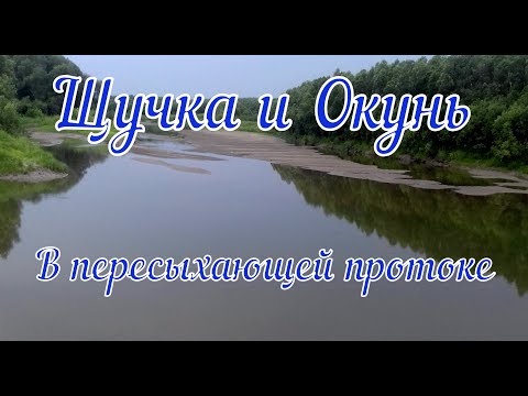 Видео: Щучка и Окунь в пересыхающей протоке.