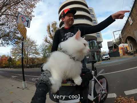 Видео: Зимний туман действительно офигенный. 🐱