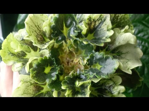 Видео: Почему замокают серединки у фиалок и как это предотвратить 🌱✨