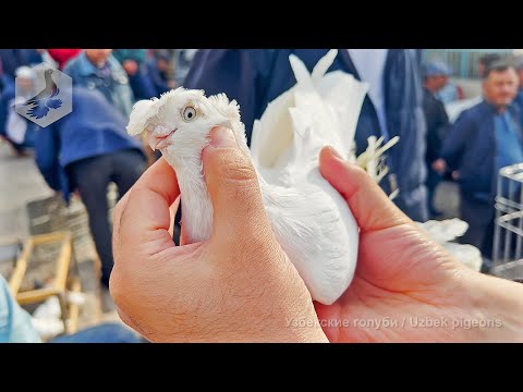 Видео: Птичий рынок г. Ташкент - ГОЛУБИ (21.10.2023)