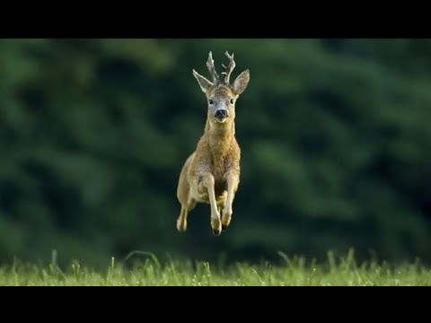 Видео: Охота на косулюю  Лучшие моменты. Roe deer hunting, best moments.