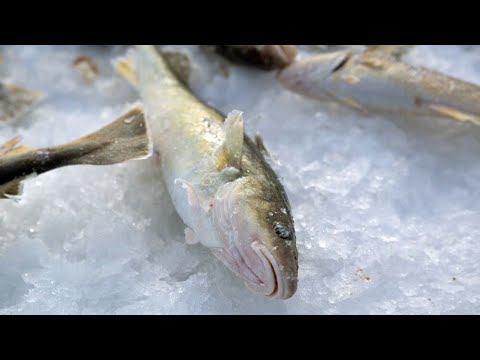 Видео: Приморский край. Душкинские меляки .Навага .14.01.25.