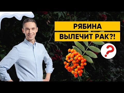 Видео: РЯБИНА | ЧЕМ ПОЛЕЗНА?