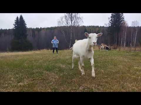 Видео: Новости про наших коз🐐