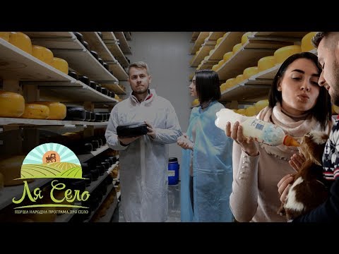 Видео: Сири з віскі і трюфелями: екзотика на фермі "Мукко" [Львівщина]