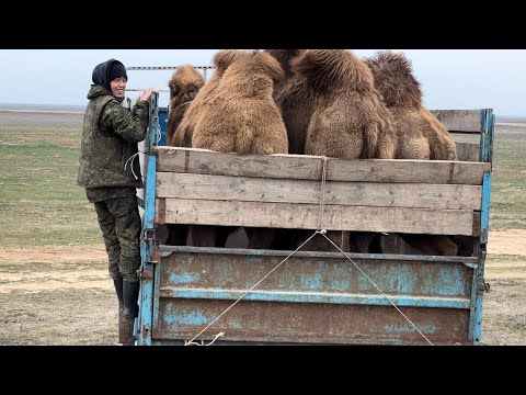 Видео: Случка верблюдов.Калмыцкие верблюды