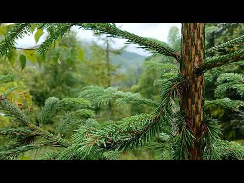 Видео: Розслаблення йогою під звуки води — медитація та глибока релаксація