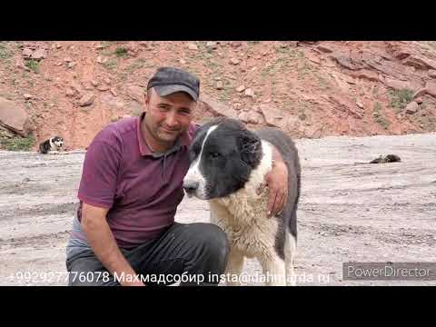 Видео: Аборигенные САО Таджикистана саги дахмарда , взаимоотношения внутри приотарной стаи.