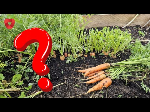 Видео: Нужно ли резать морковь? Как сделать ее большой и здоровой?