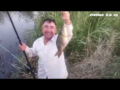 Видео: Бугун ажойиб балиқ ови булди. Куриб дам олинг. #баликови #рыбалка #fishing #telegram