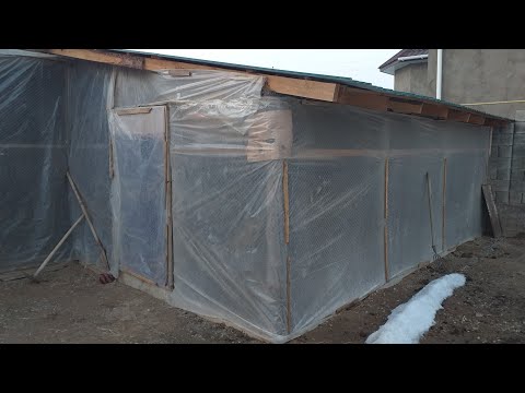 Видео: Тауыктар