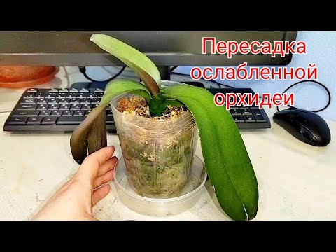 Видео: ОСЛАБЛЕННАЯ, безжизненная, но полная сил орхидея. Только сейчас будет пересадка