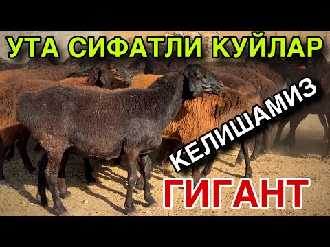 Видео: ГИГАНТ ТУК БУГОЗ СИФАТЛИ КУЙЛАР! НАРХИНИ КЕЛИШАМИЗ ТЕЛ КИЛИНГ! 