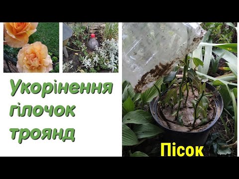 Видео: Укорінення троянд під бутилку. Результати минулорічних  вкорінень. МІЙ спосіб розмноження