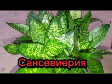 Видео: Сансевиерия гүлінің күтімі. Сансевиерия уход.