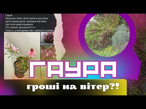 Видео: Гаура: чому не можна садити восени у відкритий ґрунт? Головна помилка
