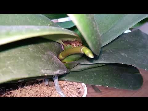 Видео: МОИ ОРХИДЕИ!!!  УХОД ЗА ОРХИДЕЯМИ!!! #2