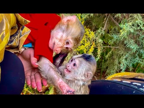 Видео: СМЕШНО ДО СЛЕЗ! Финик объясняет Анфисе КТО ТУТ ГЛАВНЫЙ!)))