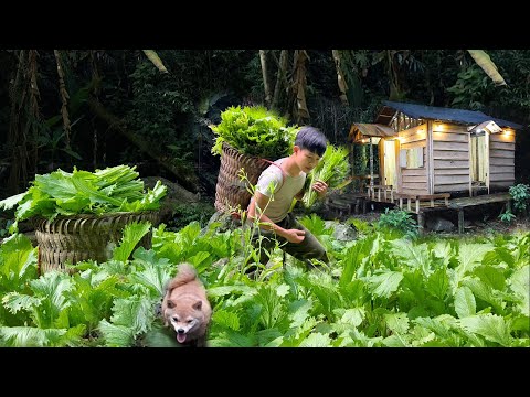 Видео: 2 года один в лесу, занимаюсь садоводством и сбором овощей на продажу. Жизнь со щенками