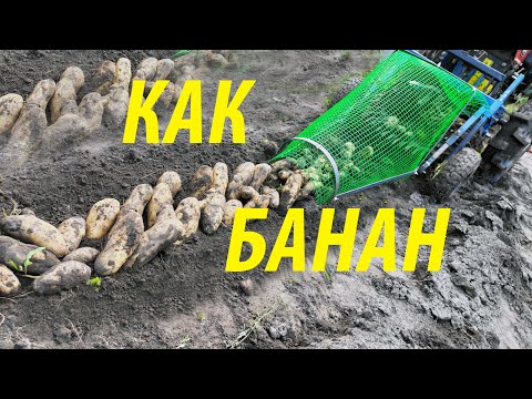 Видео: КАРТОФЕЛЬ как БАНАНЫ копаем картофелекопалкой С ХВОСТОМ, контейнером и тачкой