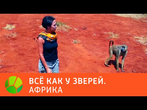 Видео: Африка. Все как у зверей | Живая Планета