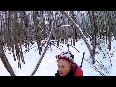 Видео: Охота на лося. добыли телка и взрослого. всех с наступающим новым годом товарищи)))