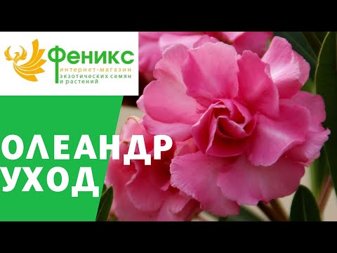 Видео: Олеандр уход