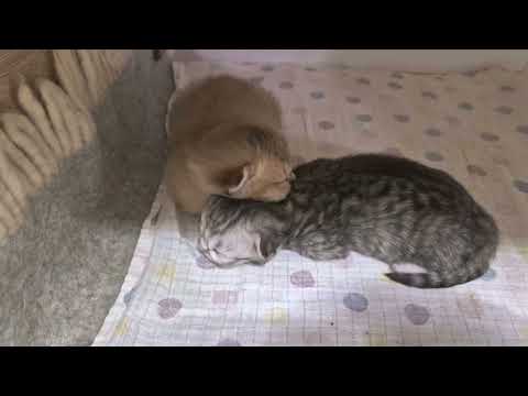 Видео: Парная прогулка котят 😊