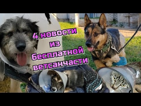 Видео: 4 новости из бесплатной ветсанчасти :Кот ВАСИЛИЙ, щенок Михнош, Дюймовочка и Блин Блинский