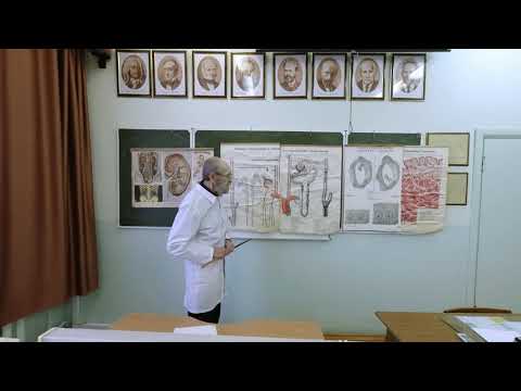Видео: Выделительная система