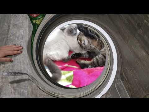 Видео: Релакс от Василия и Симочки. Хочу салатик из морской капусты))