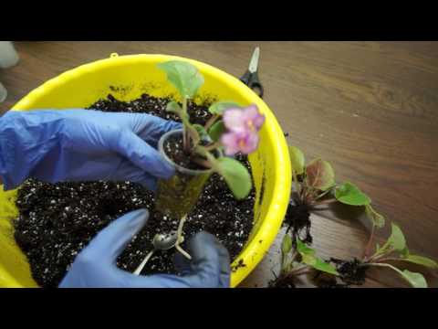 Видео: Рассаживаю деток фиалки от материнского листа и ставлю"на фитиль"