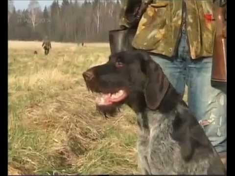 Видео: Ни пуха ни пера (Эпизод 2)