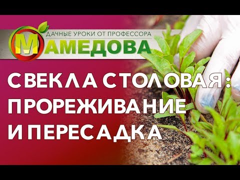 Видео: Свекла столовая: прореживание и пересадка.