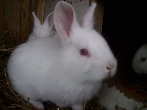 Видео: МотокультиваторМТD Т/245 Бьёт в обратку!