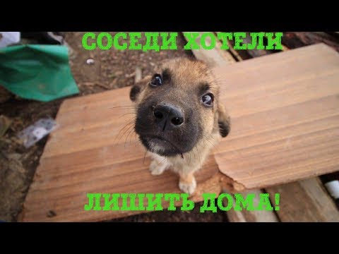 Видео: Собак хотели выселить соседи. Помогаем баб Тане.