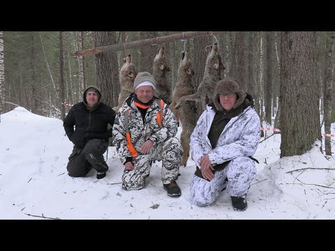 Видео: Охота на волка Winterjagd auf Wolf 2025 (фильм второй)