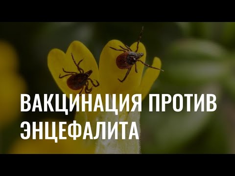 Видео: Вакцинация против клещевого энцефалита