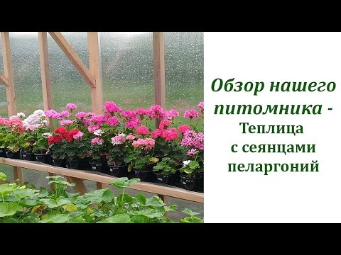 Видео: Обзор нашего питомника - Селекционная теплица с сеянцами пеларгоний