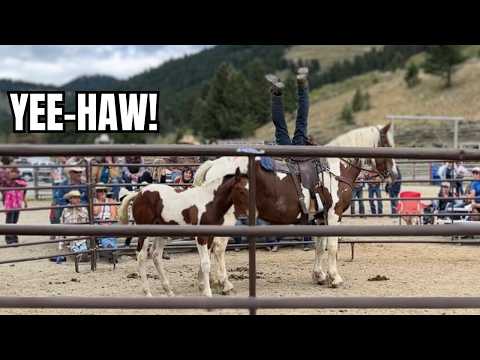 Видео: АУКЦИОН ДИКИХ ЛОШАДЕЙ МОНТАНА! Лошади были ОГРОМНЫЕ!