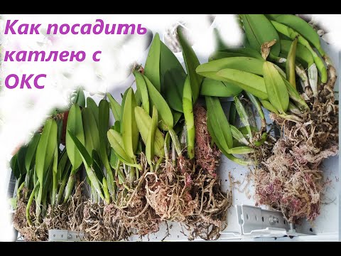 Видео: Как посадить каттлею с ОКС (открытая корневая система)