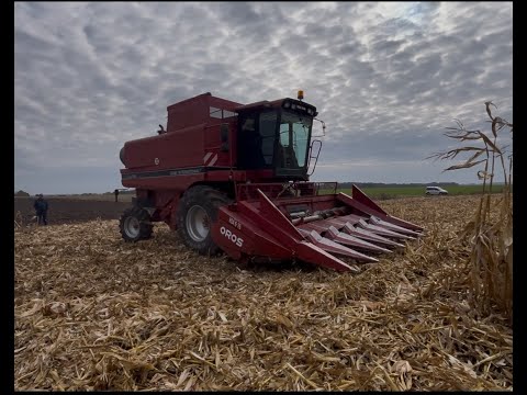 Видео: Почали обмолот кукурудзи  Pioner 8816 і знову пішли дощі