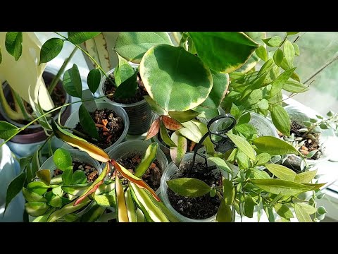 Видео: Час з рослинами 🌿  2025