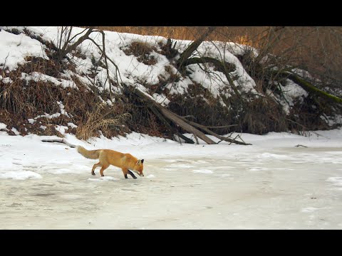 Видео: Первый лёд 2021-2022