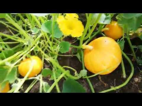 Видео: Тыква Каравай.