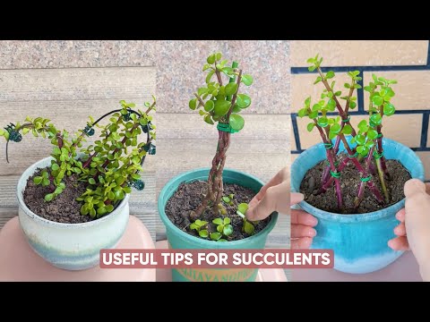 Видео: ПРОСТОЙ уход за суккулентными растениями для НОВИЧКОВ в вашем саду!