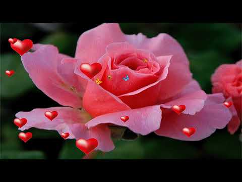 Видео: БАЛАСЫ ЖАҚСЫ БОЛСА.                       Авторы Кентау Назарбек