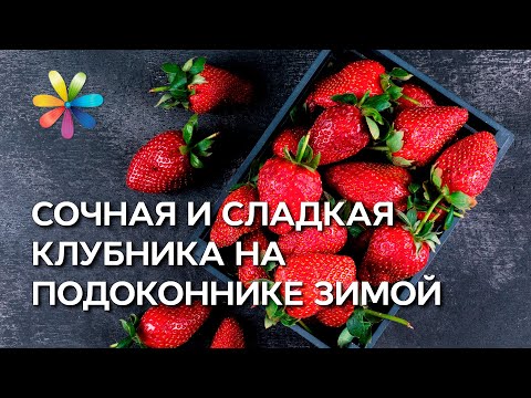 Видео: Клубника на подоконнике – это реально! – Все буде добре